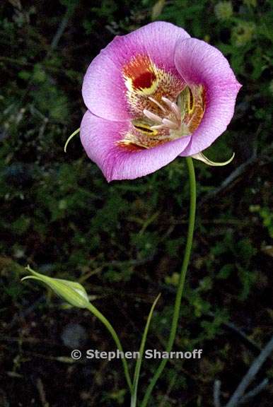 calochortus venustus 6 graphic